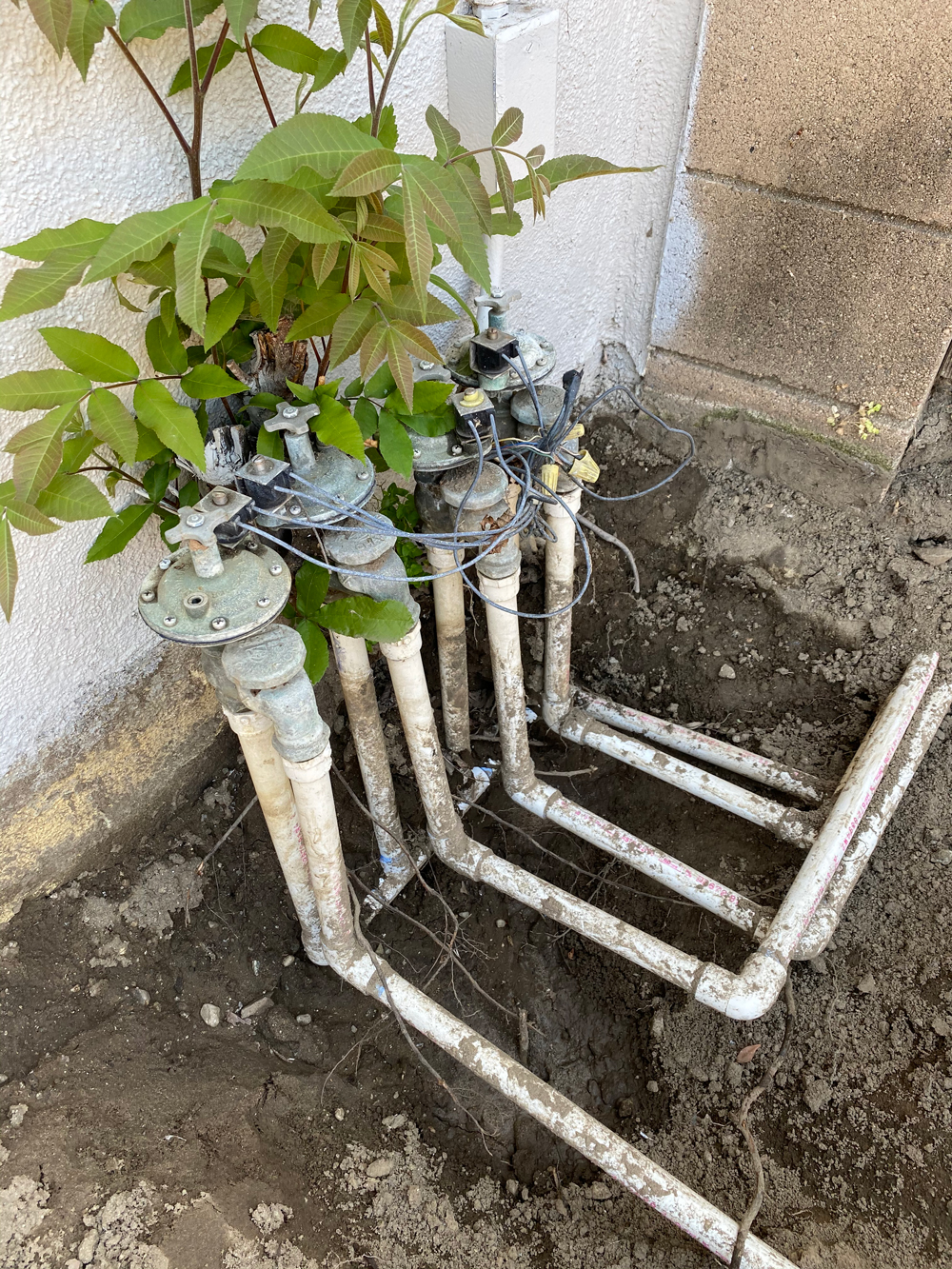 Root removal near Sprinkler Values